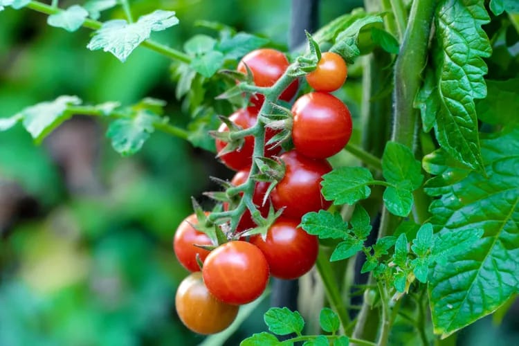Exotic Vegetables